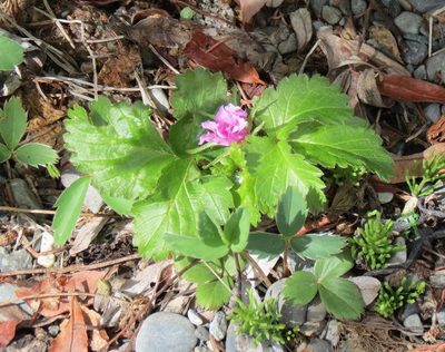 Rubus arcticus, photographed by Julianne Ourom