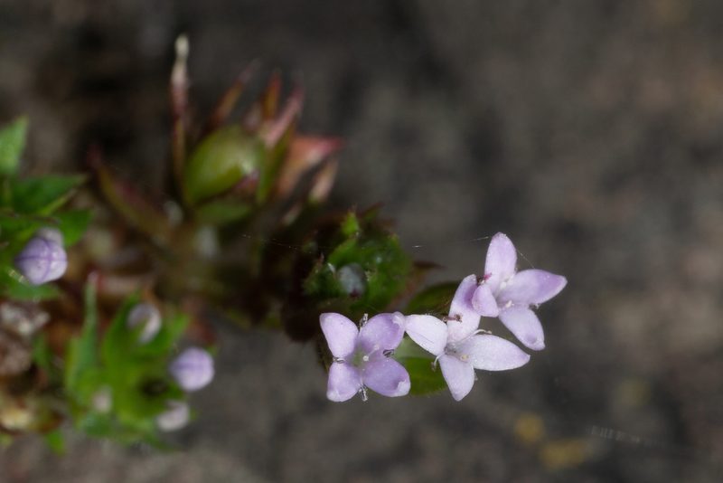 Sherardia arvensis, photographed by Andrew Skotnicki