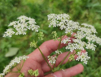 Anthriscus sylvestris, photographed by Dmitrii Mostovoi