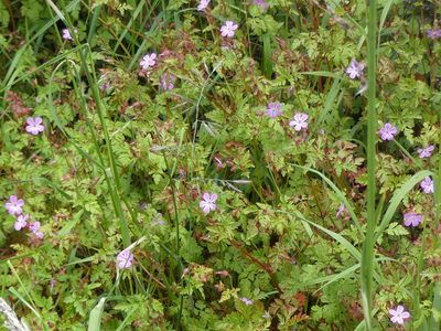 Geranium robertianum, photographed by Charlie Farrell