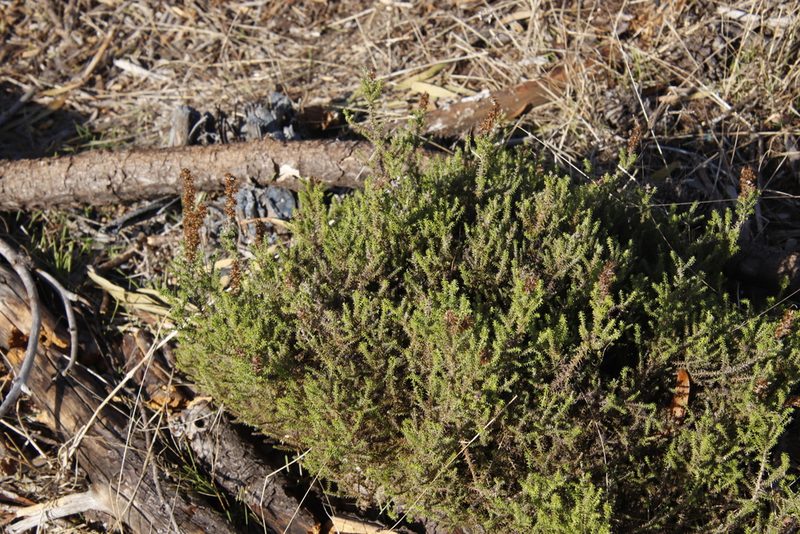 Stoebe cinerea, photographed by Tony Rebelo