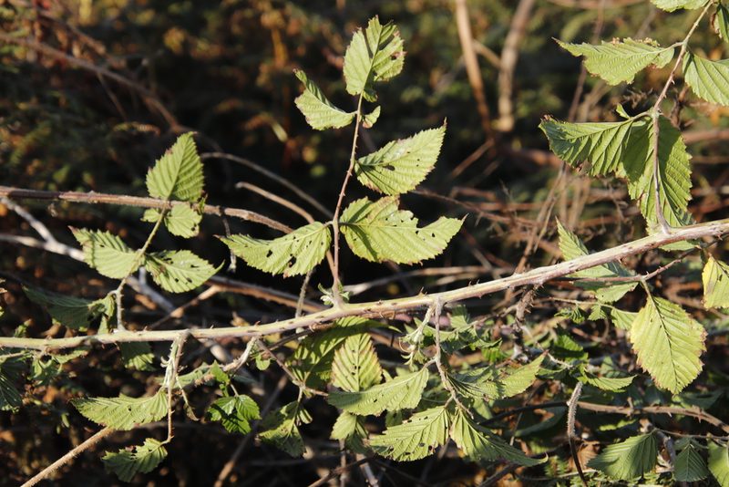 Rubus pinnatus, photographed by Tony Rebelo