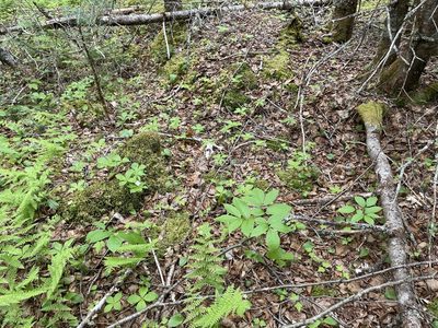 Aralia nudicaulis, photographed by Mary E. Macaulay, P.Eng.