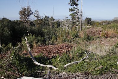 Acacia melanoxylon, photographed by Tony Rebelo
