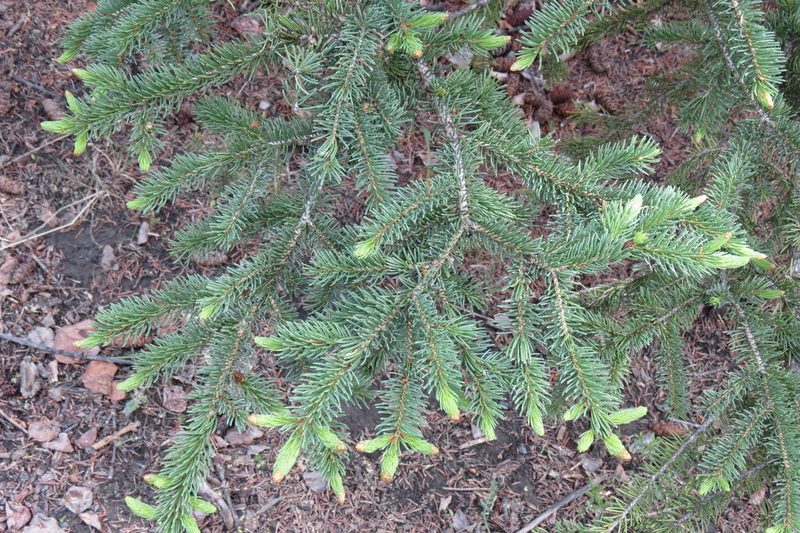 Picea glauca, photographed by Julianne Ourom