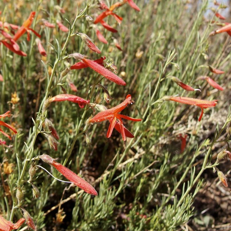 Penstemon pinifolius, photographed by Sue Carnahan
