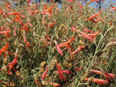Penstemon pinifolius, photographed by Sue Carnahan