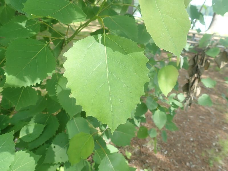 Populus grandidentata, photographed by Lynn Harper