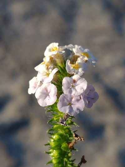 Heliotropium elongatum, photographed by Lucas Kaminski