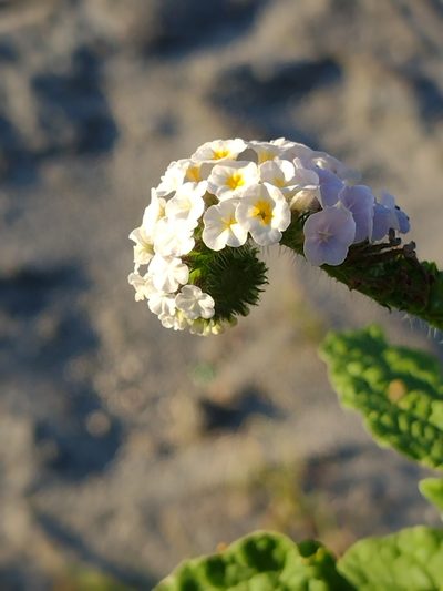 Heliotropium elongatum, photographed by Lucas Kaminski