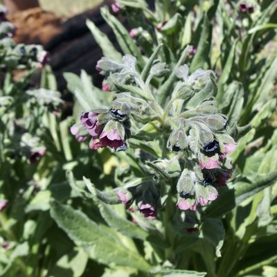 Cynoglossum officinale, photographed by Sue Carnahan