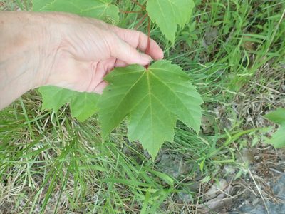 Acer rubrum, photographed by Lynn Harper