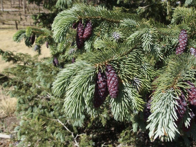 Picea engelmannii, photographed by Sue Carnahan
