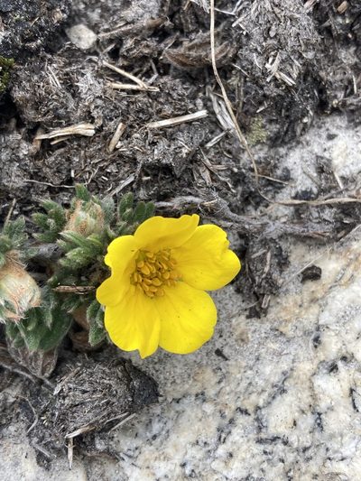 Dasiphora arbuscula, photographed by John Kenrick Gibson