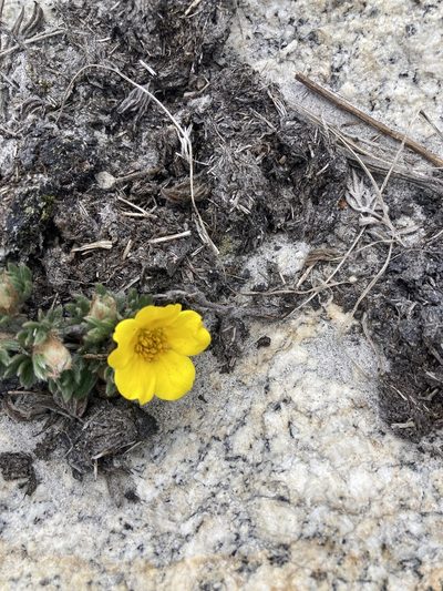 Dasiphora arbuscula, photographed by John Kenrick Gibson