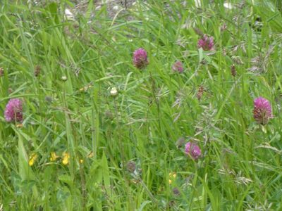 Trifolium pratense, photographed by Charlie Farrell