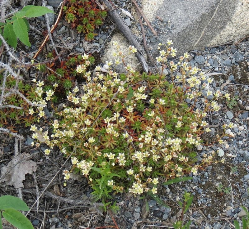 Saxifraga tricuspidata, photographed by Julianne Ourom