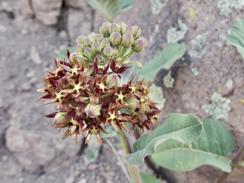 Asclepias hypoleuca, photographed by Sue Carnahan