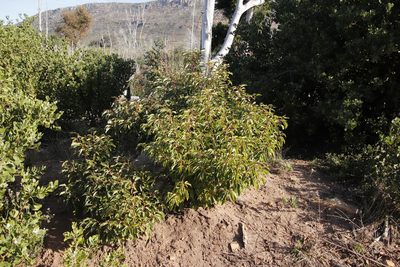 Cinnamomum camphora, photographed by Tony Rebelo