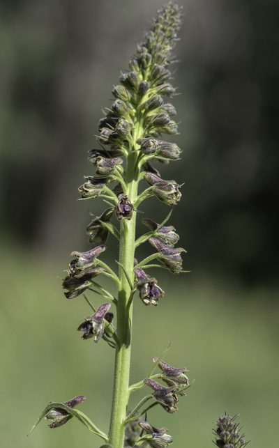 Delphinium sapellonis, photographed by Craig Martin