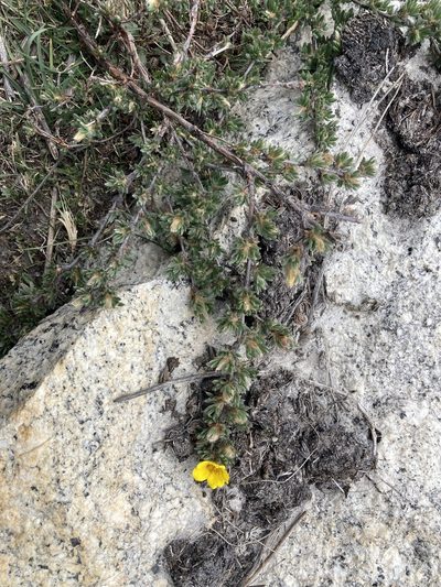 Dasiphora arbuscula, photographed by John Kenrick Gibson