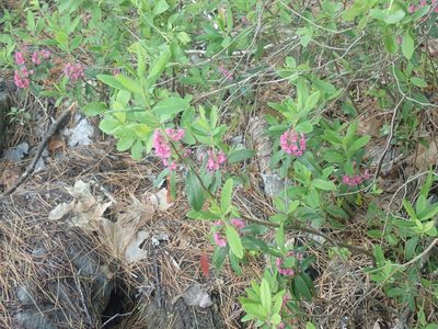Kalmia angustifolia, photographed by Lynn Harper