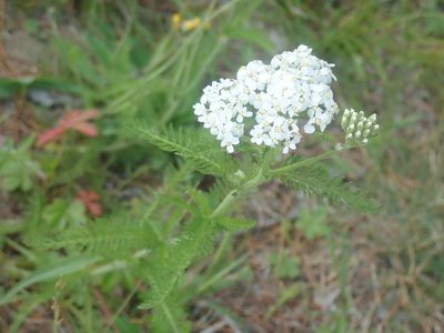 Achillea millefolium