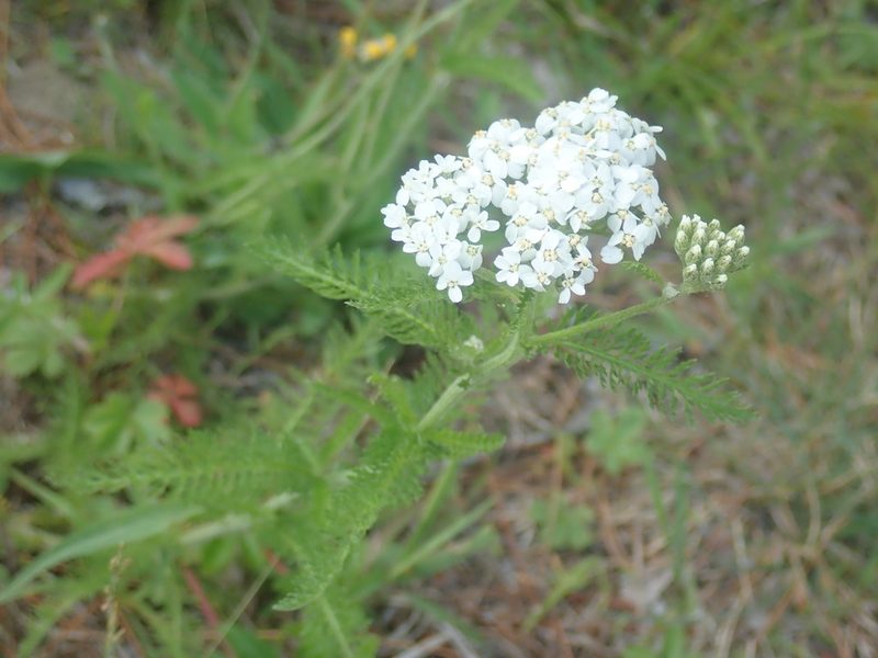 Achillea millefolium, photographed by Lynn Harper