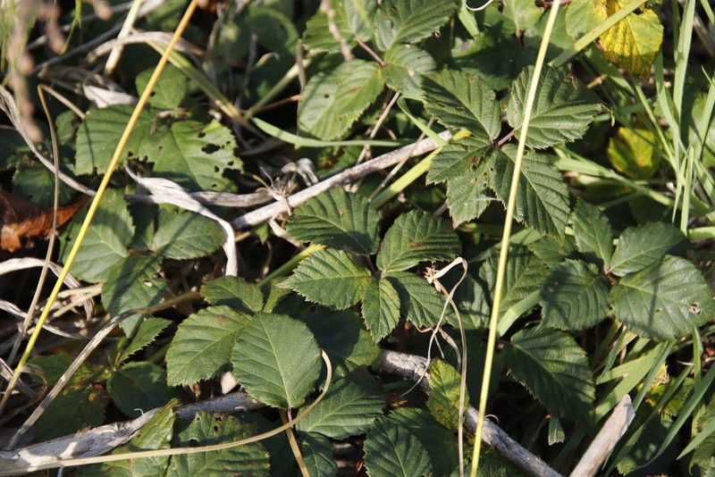 Rubus affinis, photographed by Tony Rebelo