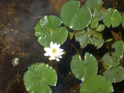 Nymphaea odorata