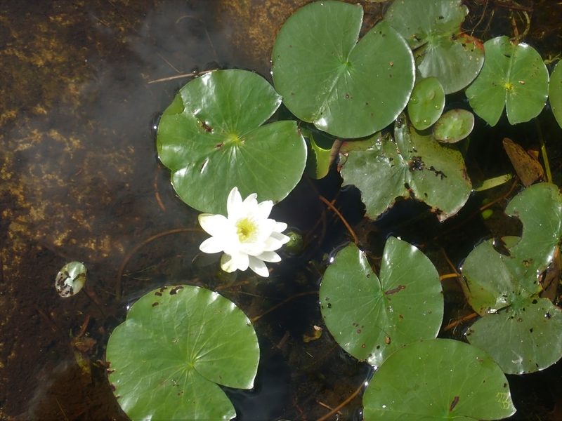 Nymphaea odorata, photographed by Lynn Harper