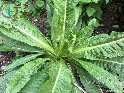 Dipsacus fullonum, photographed by SamKelly