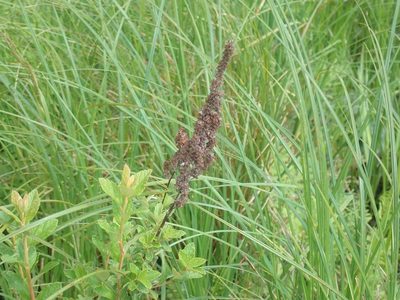 Spiraea tomentosa