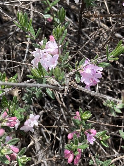 Lonicera rupicola, photographed by John Kenrick Gibson