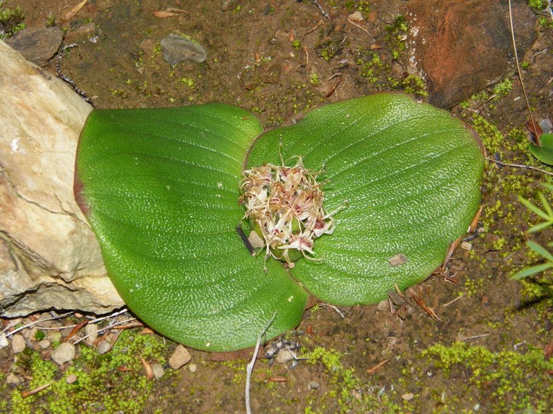Massonia pustulata, photographed by Rafael Medina
