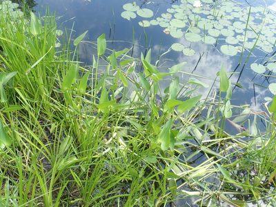 Pontederia cordata, photographed by Lynn Harper
