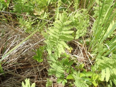Thelypteris palustris, photographed by Lynn Harper