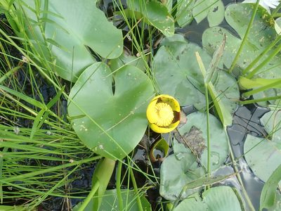 Nuphar variegata