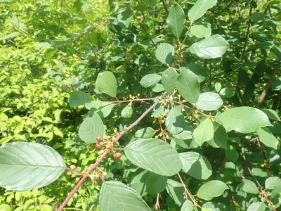 Frangula alnus