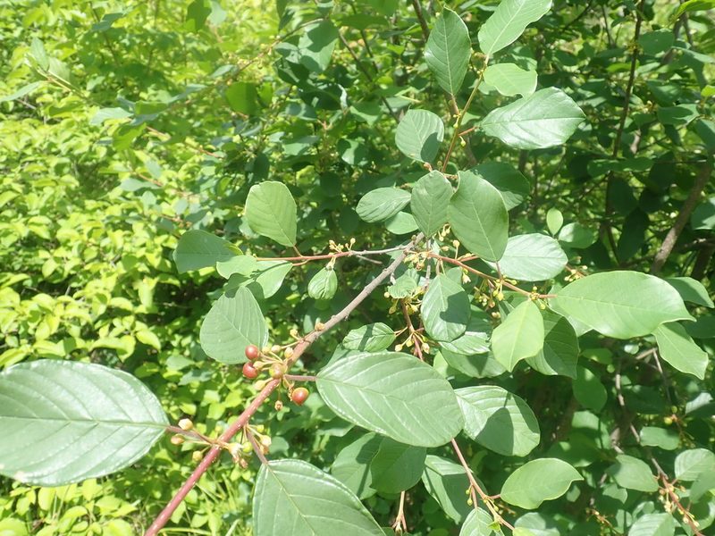 Frangula alnus, photographed by Lynn Harper