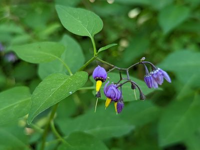 Solanum dulcamara