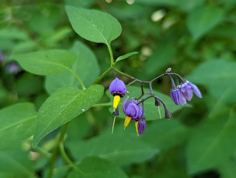 Solanum dulcamara, photographed by Kalvin Chan