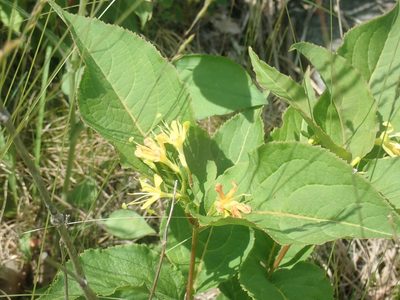 Diervilla lonicera, photographed by Lynn Harper
