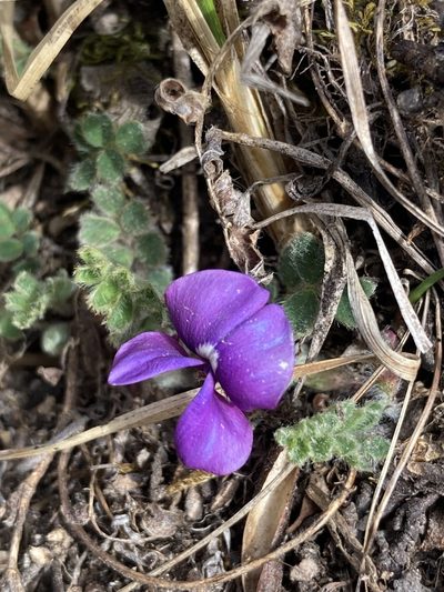 Tibetia himalaica, photographed by John Kenrick Gibson