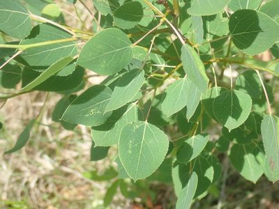 Populus tremuloides, photographed by Lynn Harper