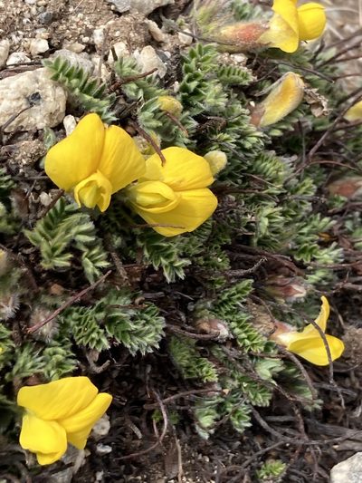 Chesneya nubigena, photographed by John Kenrick Gibson