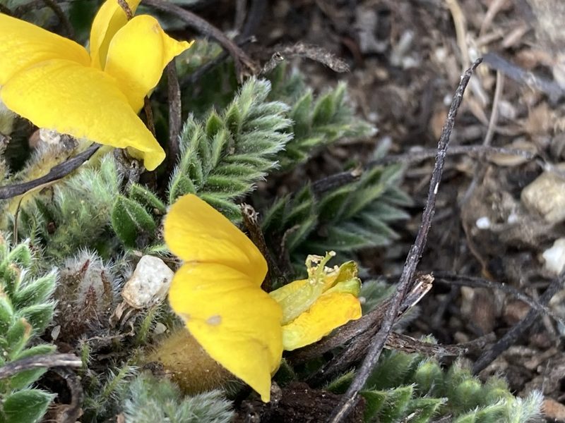 Chesneya nubigena, photographed by John Kenrick Gibson