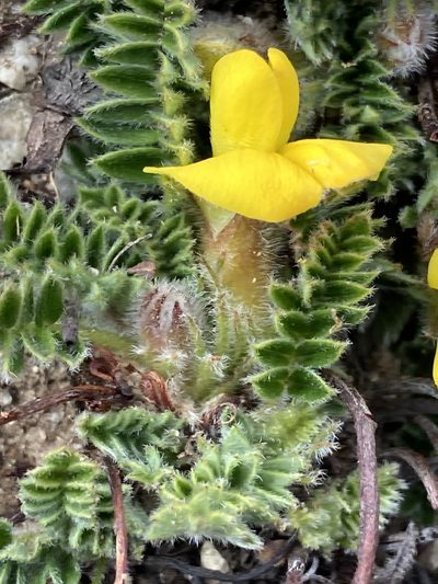 Chesneya nubigena, photographed by John Kenrick Gibson