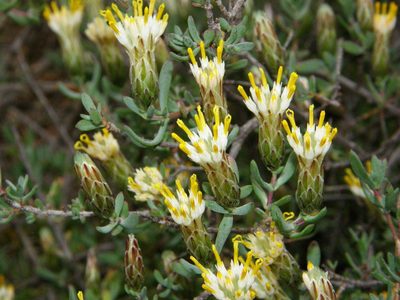 Pteronia oblanceolata, photographed by Rafael Medina