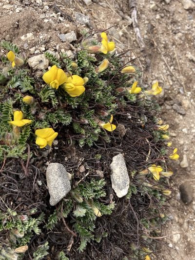 Chesneya nubigena, photographed by John Kenrick Gibson
